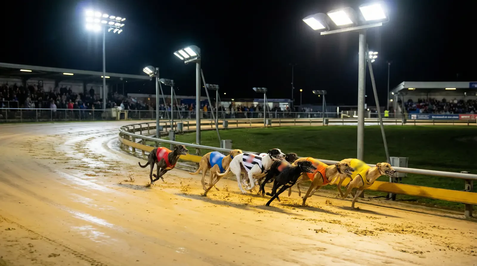Greyhound racing graded race with six dogs rounding the first bend on a floodlit track
