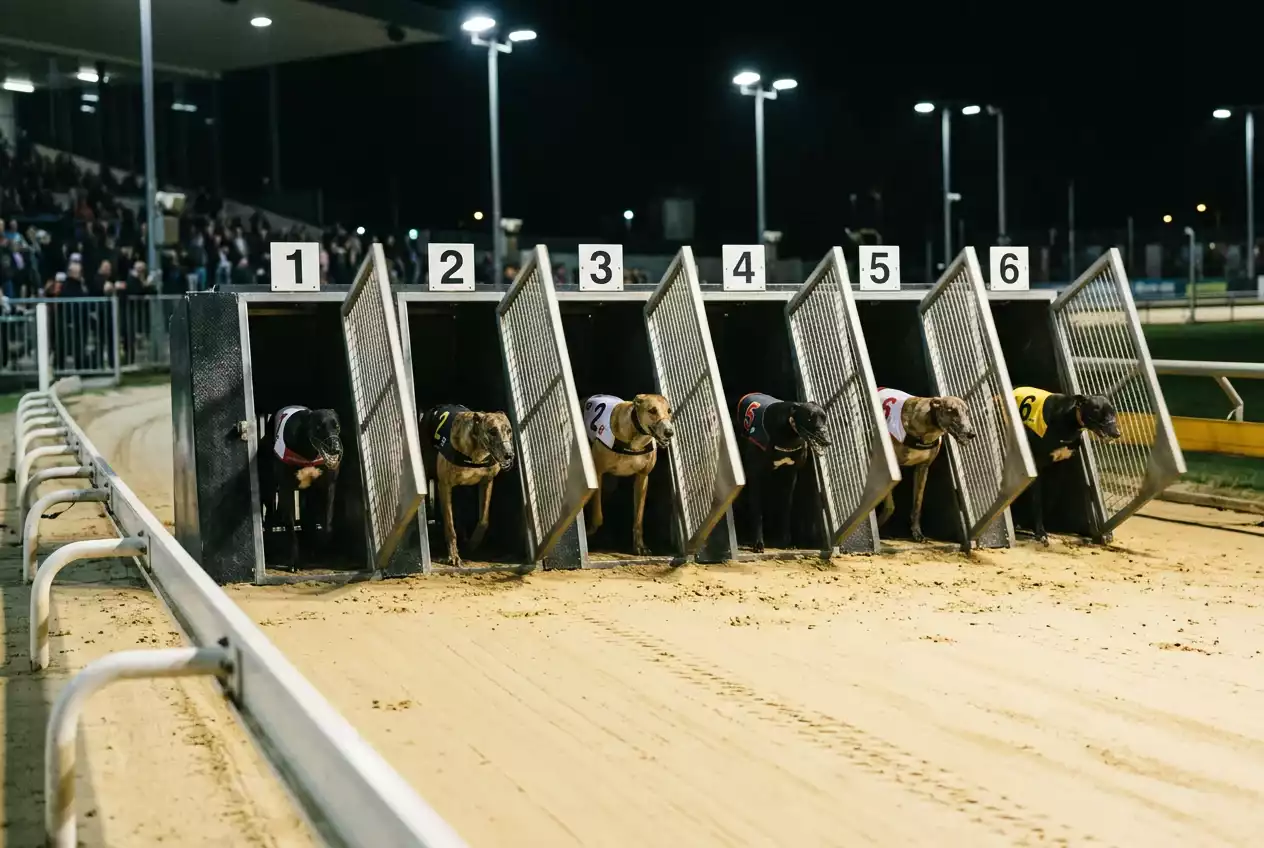 Greyhound racing starting traps opening at the moment of race start on a sand track